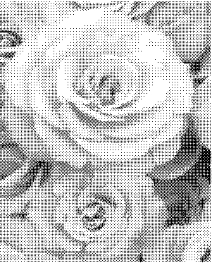 rose_dithering.jpg